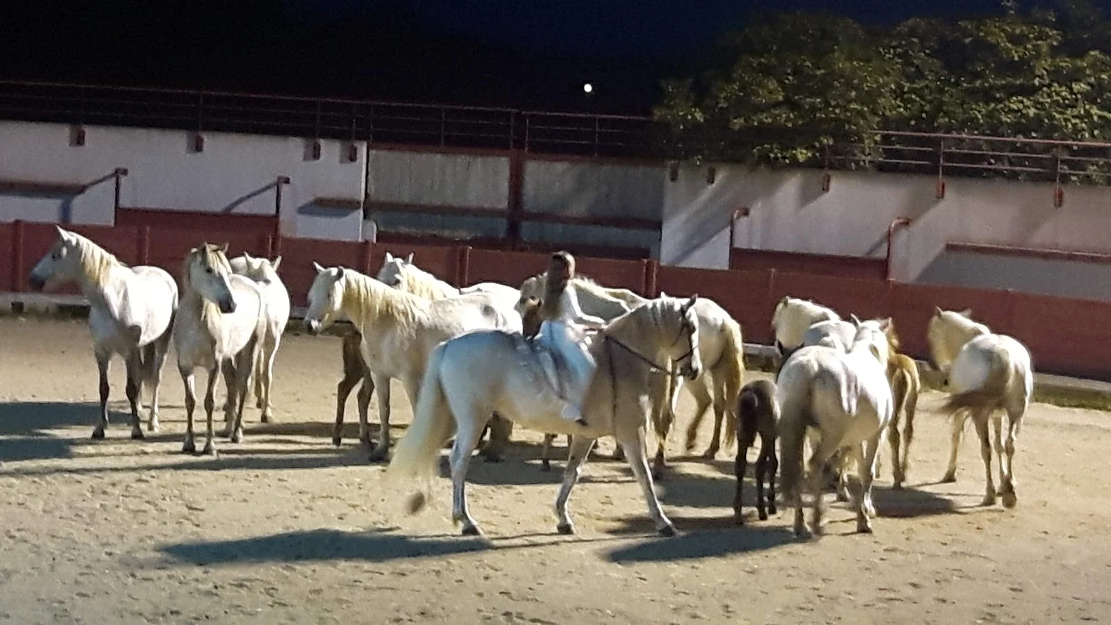 Spectacle équestre nocturne avec chevaux blancs camarguais au Domaine Mas Saint Gabriel, Hérault