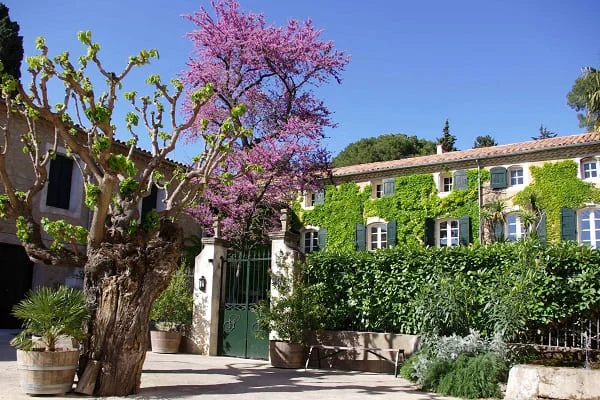 Façade de la bastide du Domaine Saint Hilaire couverte de vigne vierge avec arbre de Judée en fleurs, Hérault