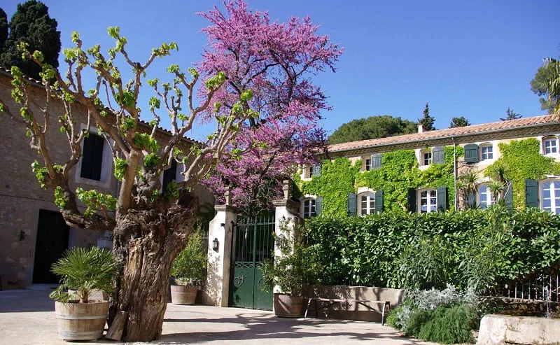 Façade du Domaine Saint Hilaire en Hérault, mas provençal couvert de vigne vierge avec cour fleurie