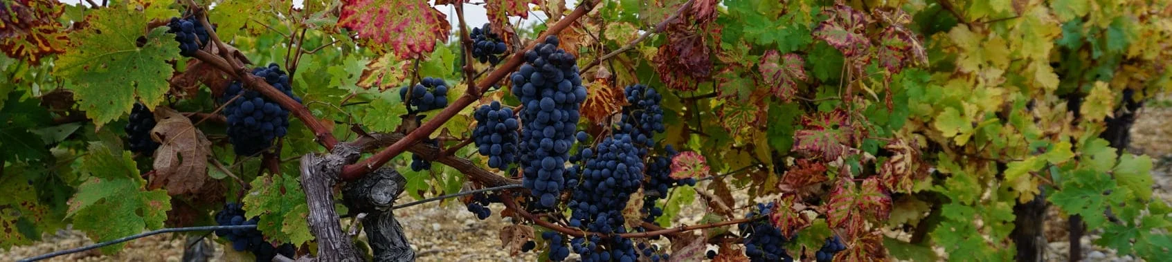 Grappes de raisins noirs mûrs sur la vigne en automne au Domaine Saint Hilaire en Hérault