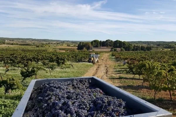 Vendanges au Domaine Saint Hilaire en Hérault : benne de raisins noirs et tracteur dans les vignes