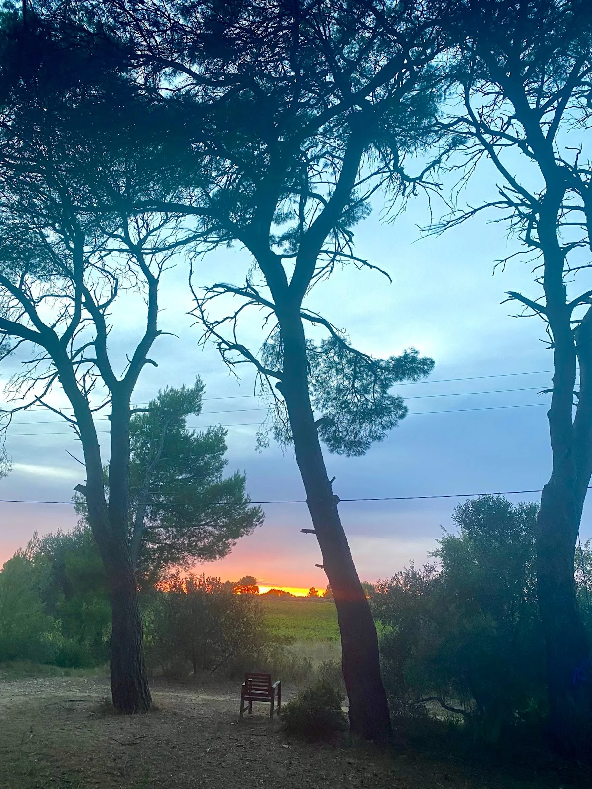 Magnifique coucher de soleil entre les pins avec banc solitaire au Domaine Saint Paul le Marseillais, cadre romantique mariage Hérault