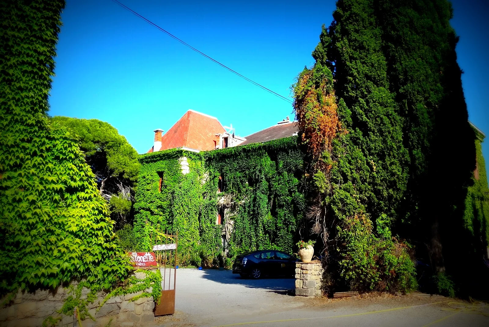 Entrée du domaine La Bellonette en Hérault couverte de lierre vert et cyprès méditerranéens