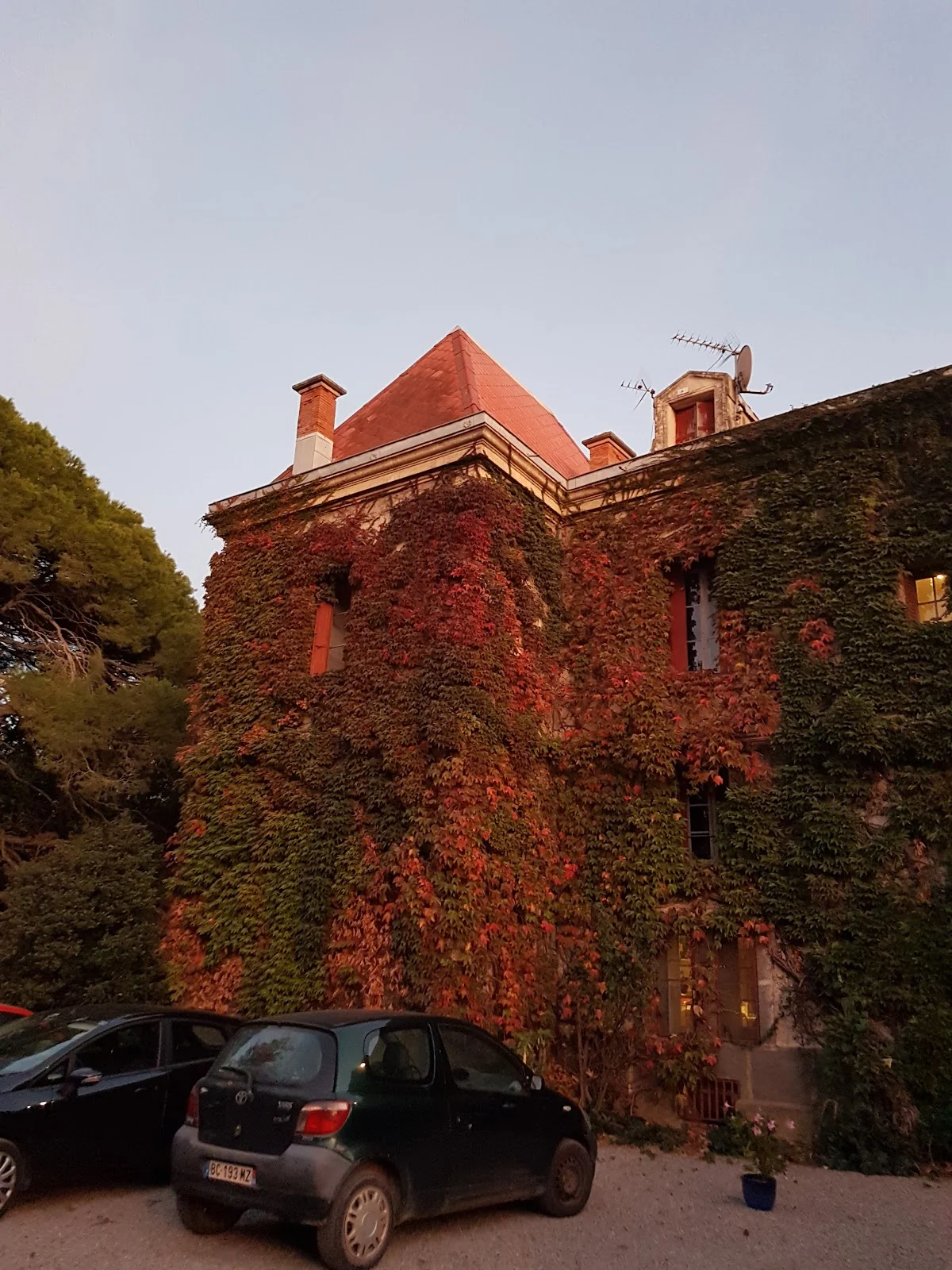 Façade du manoir La Bellonette en Hérault couverte de vigne vierge rouge à l'automne au crépuscule