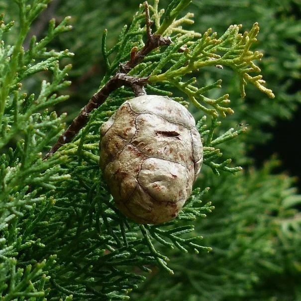 Détail végétal d'un cône de cyprès sur branche de thuya, nature du domaine La Trésorière dans l'Hérault