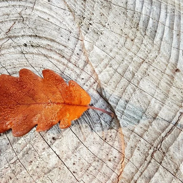 Feuille de chêne automnale avec gouttes de rosée sur une souche d'arbre, ambiance automne au domaine La Trésorière Hérault
