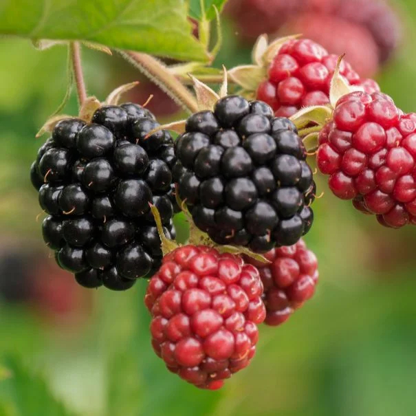 Mûres sauvages du Domaine La Trésorière, domaine de mariage en Hérault Occitanie