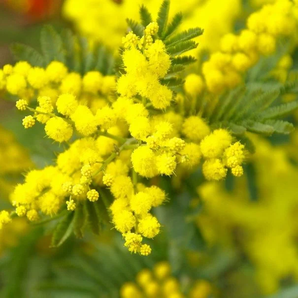 Fleurs de mimosa jaunes du Domaine La Trésorière, lieu de mariage en Hérault Occitanie