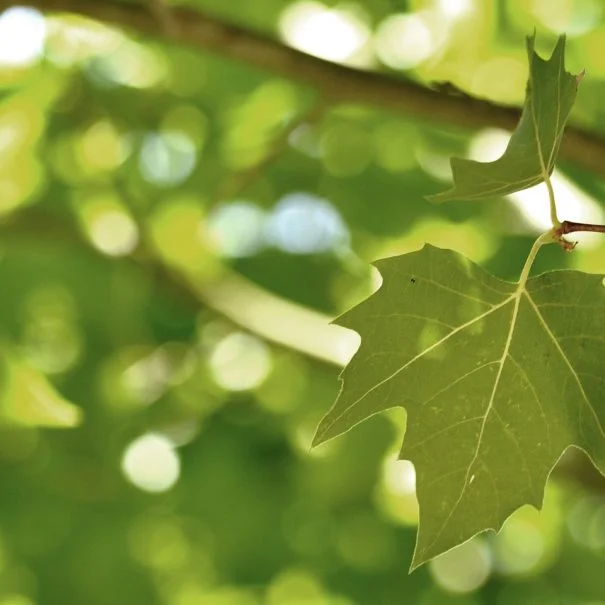 Feuillage des arbres centenaires du parc du Domaine La Trésorière, lieu mariage Hérault
