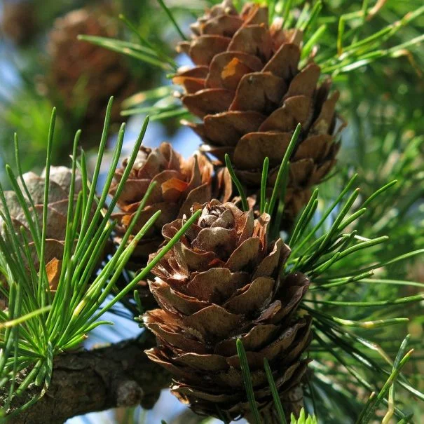 Gros plan de pommes de pin sur un pin parasol, nature méditerranéenne du domaine La Trésorière dans l'Hérault