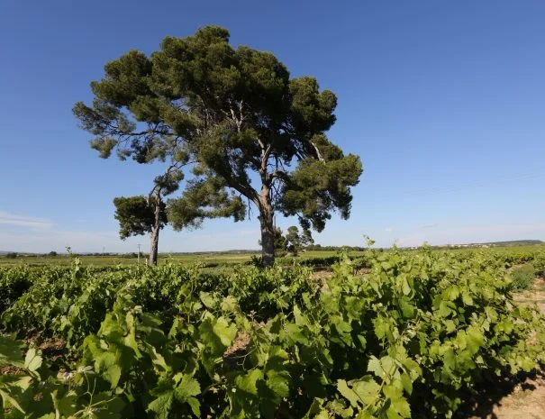 Vignoble ensoleillé de La Trésorière avec pins parasols sous ciel bleu méditerranéen, domaine viticole mariage Hérault