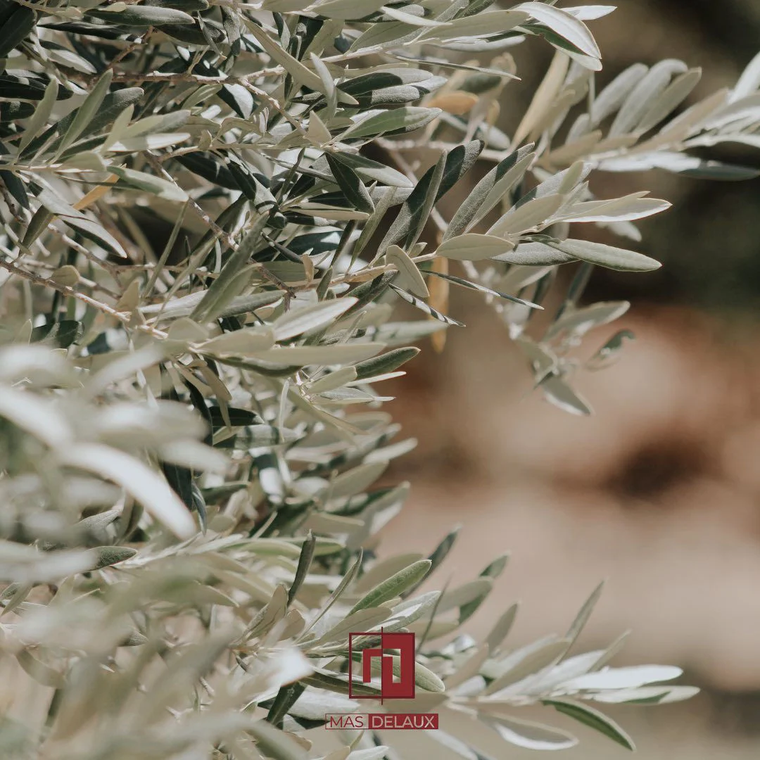 Olivier du Mas de Laux, domaine de mariage méditerranéen en Hérault