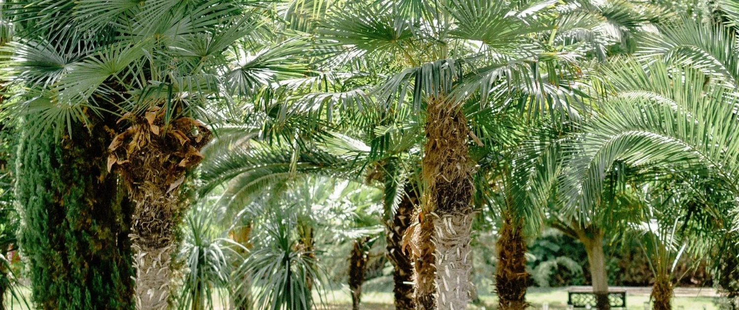Allée de palmiers parc Les Charmes de Bailly domaine mariage Hérault Occitanie