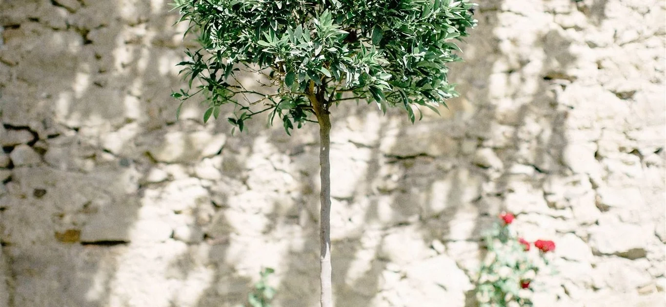 Olivier décoratif mur pierres calcaires Les Charmes de Bailly domaine mariage Hérault