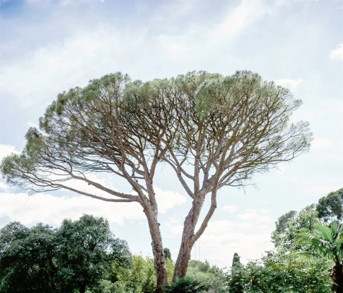 Pin parasol majestueux dans le parc méditerranéen des Charmes de Bailly, domaine mariage dans l'Hérault