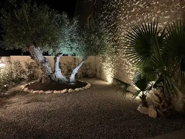 Jardin nocturne Les Granges Saint-Paul avec olivier centenaire illuminé et palmier, domaine mariage Hérault