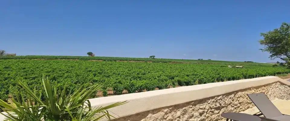Vue panoramique depuis la terrasse des Granges Saint-Paul sur les vignes de l'Hérault sous ciel bleu