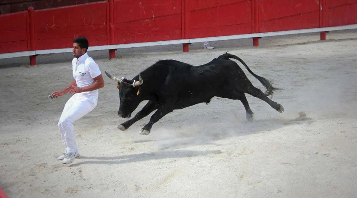 Course camarguaise au Manade Chaballier en Hérault, raseteur et taureau noir dans l'arène pour animation mariage