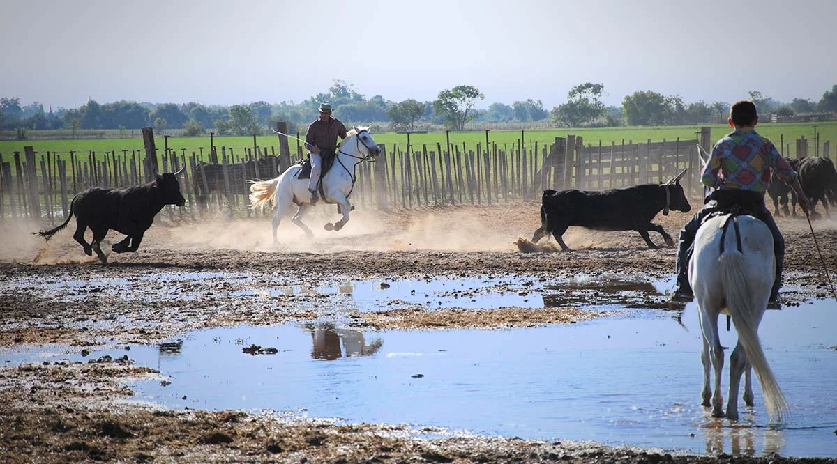 Gardians à cheval encadrant des taureaux noirs au Manade Chaballier en Hérault, tradition camarguaise