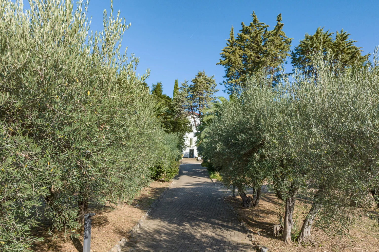 Allée pavée bordée d'oliviers menant au Mas Aubrilha, domaine de mariage en Hérault