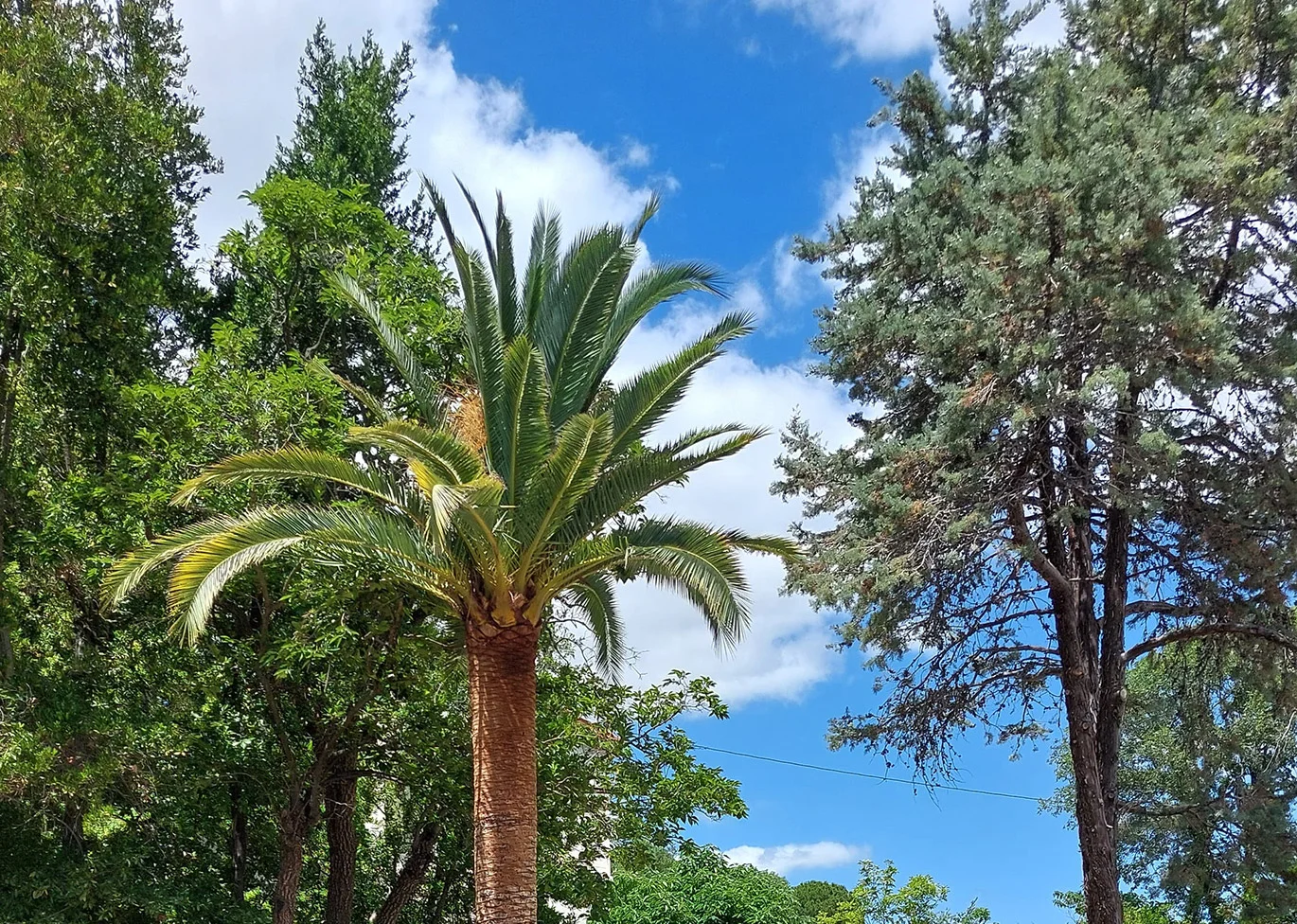 Grand palmier Phoenix dans le jardin méditerranéen du Mas Aubrilha, lieu de mariage Hérault
