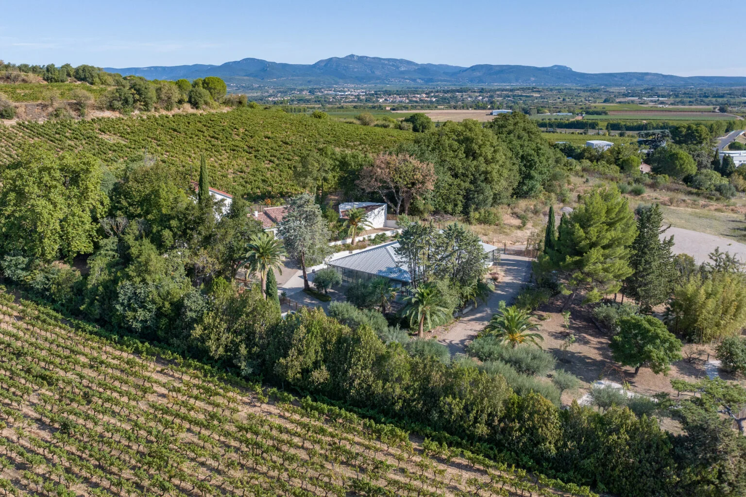 Vue aérienne depuis les vignes sur le domaine Mas Aubrilha avec salle de réception et palmiers, plaine du Languedoc en Hérault