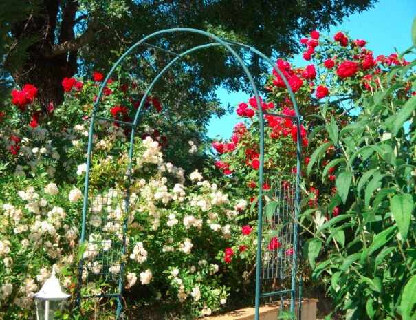 Arche de roses rouges et blanches dans le jardin du Mas de Pradines - Lieu de mariage en Hérault