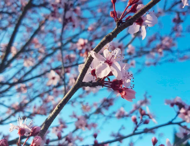 Cerisier en fleurs roses au printemps au Mas de Pradines - Domaine mariage Hérault