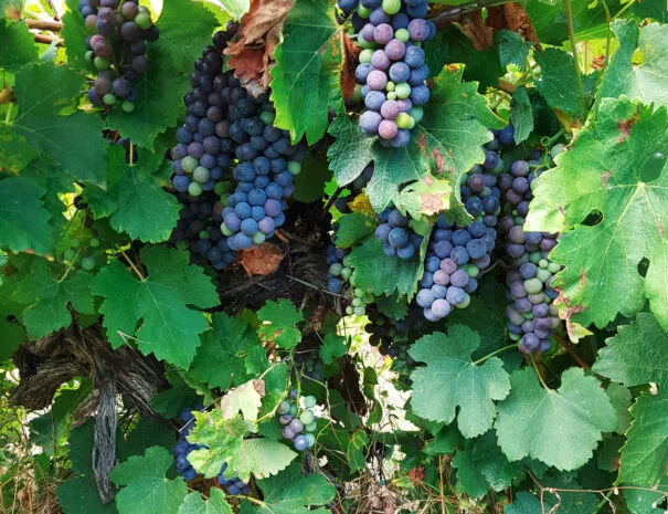 Grappes de raisin en véraison sur les vignes du Mas de Pradines - Domaine viticole en Hérault