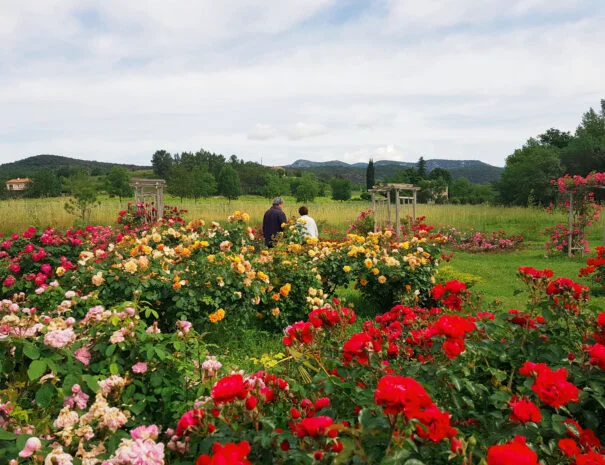 Roseraie multicolore avec promeneurs au Mas de Pradines - Jardin de mariage en Hérault