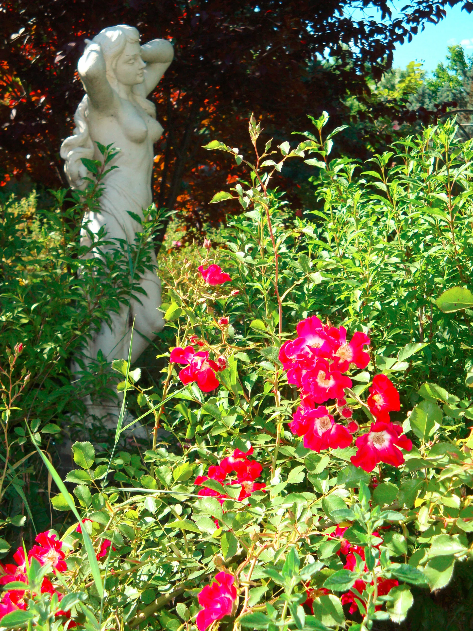 Statue en marbre blanc entourée de roses rouges dans le jardin romantique du Mas de Pradines, Hérault