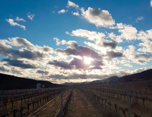 Vignes du domaine Mas de Pradines en hiver avec ciel dramatique et collines de l'Hérault