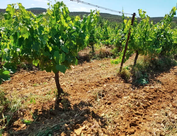 Vignes jeunes sur terroir argilo-calcaire rouge du Mas de Pradines en Hérault