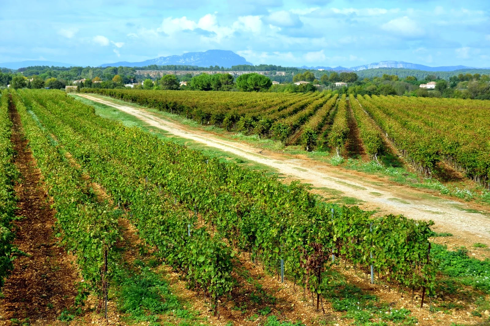 Mas du Pont Hérault - vignobles languedociens avec vue sur le Pic Saint-Loup