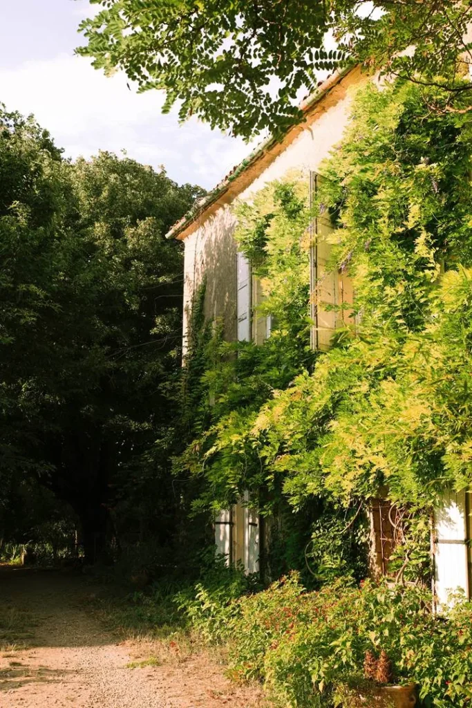 Ancienne bâtisse vigneronne couverte de vigne vierge au Domaine Sesquier à Mèze