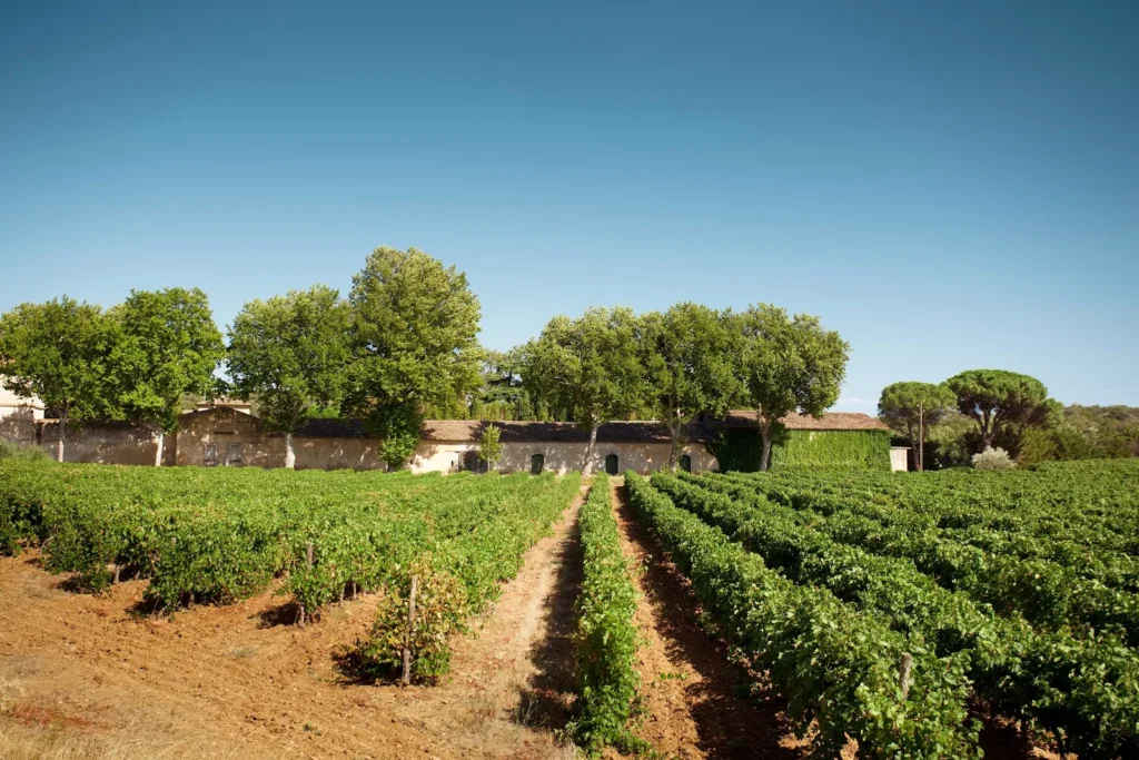 Vignoble de la Seigneurie de Peyrat à Pézenas