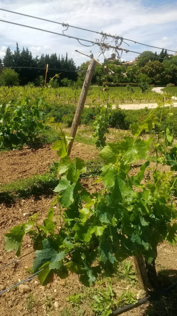 Les vignes du domaine Viavino à Saint-Christol