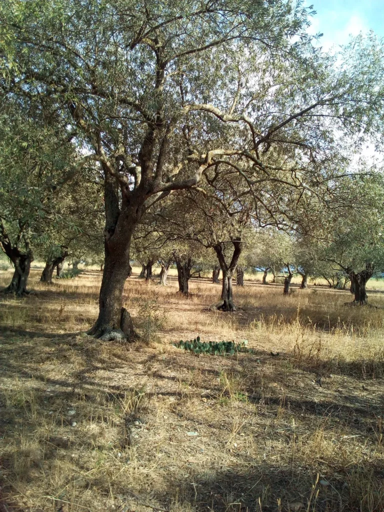 Les Hauts de Montrabech