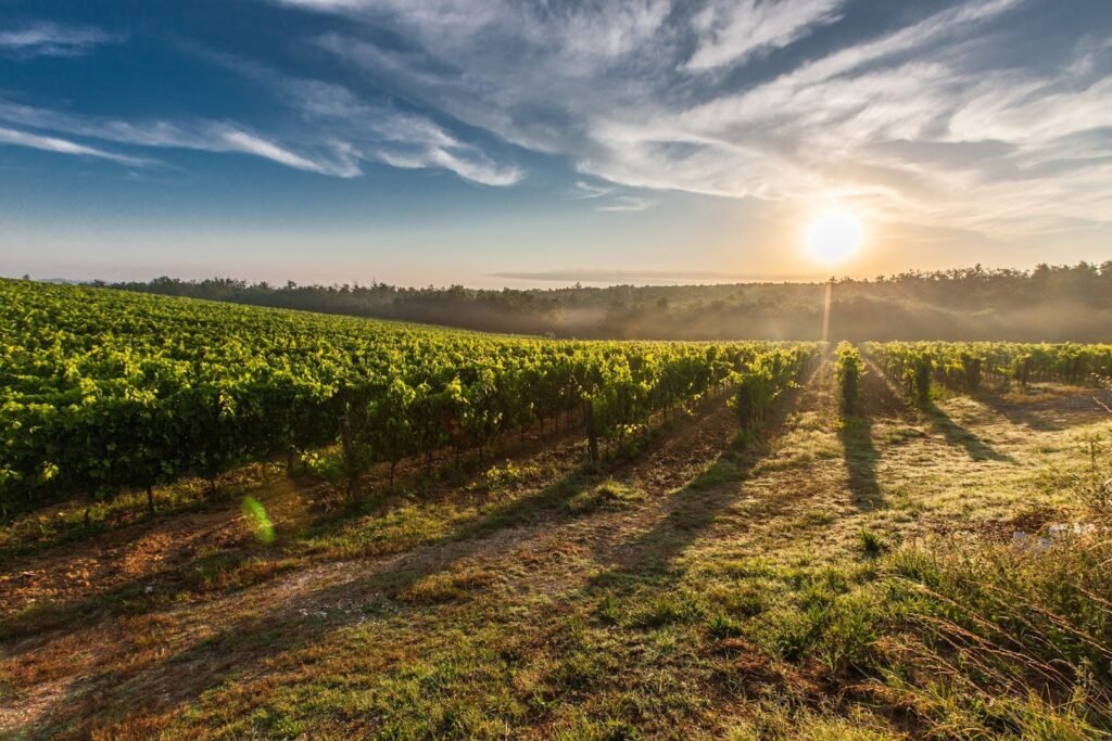 Les Vins de Montaude, lieu de mariage