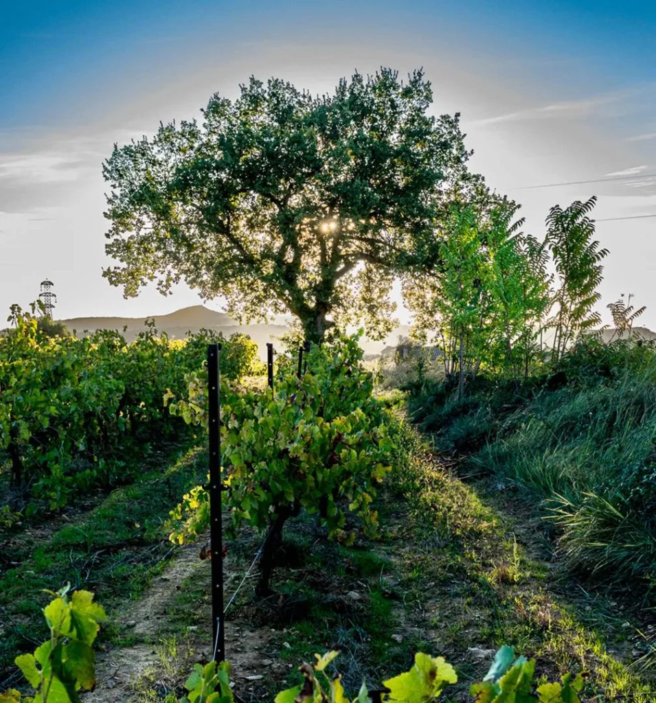 Un Grain de Folie - Exterieur - Bagnols sur ceze