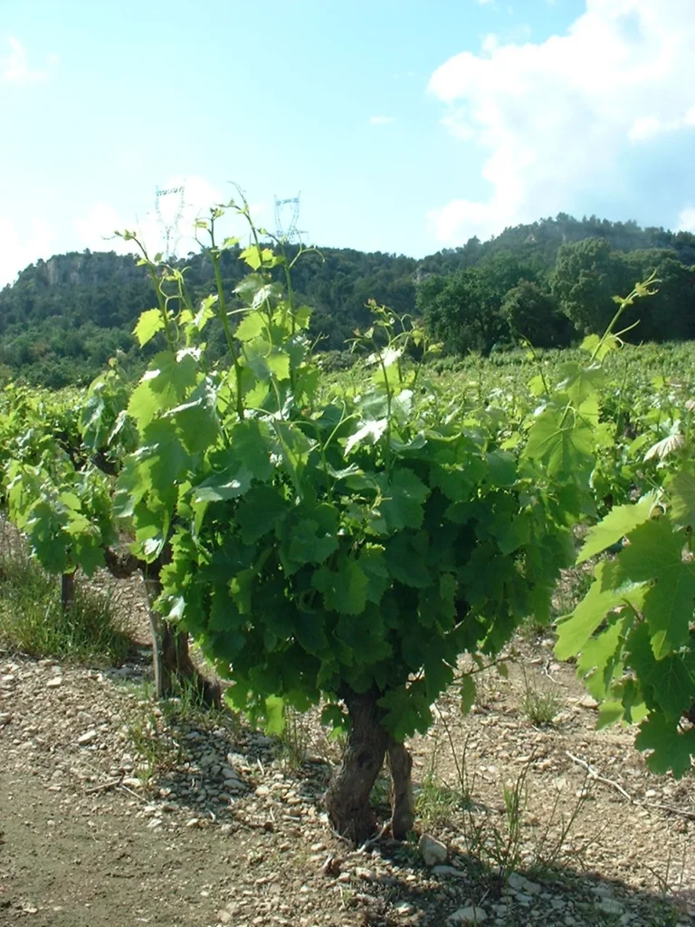 Un Grain de Folie - Vue - Bagnols sur ceze